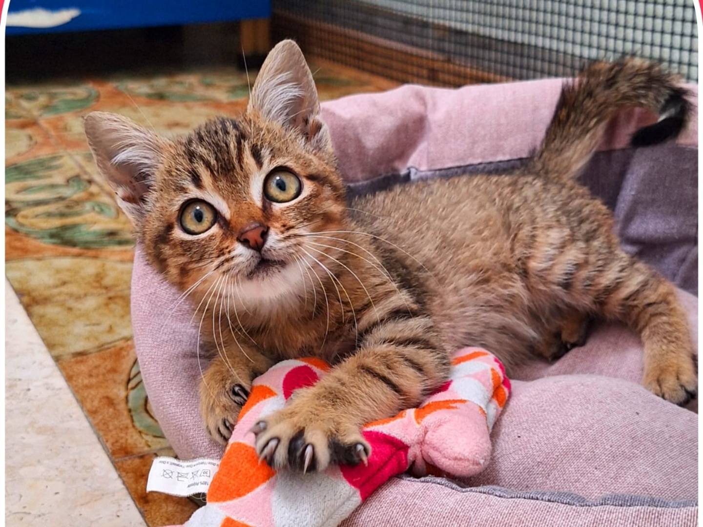 Adotta un gatto, femmina, 1 mesi, Milano