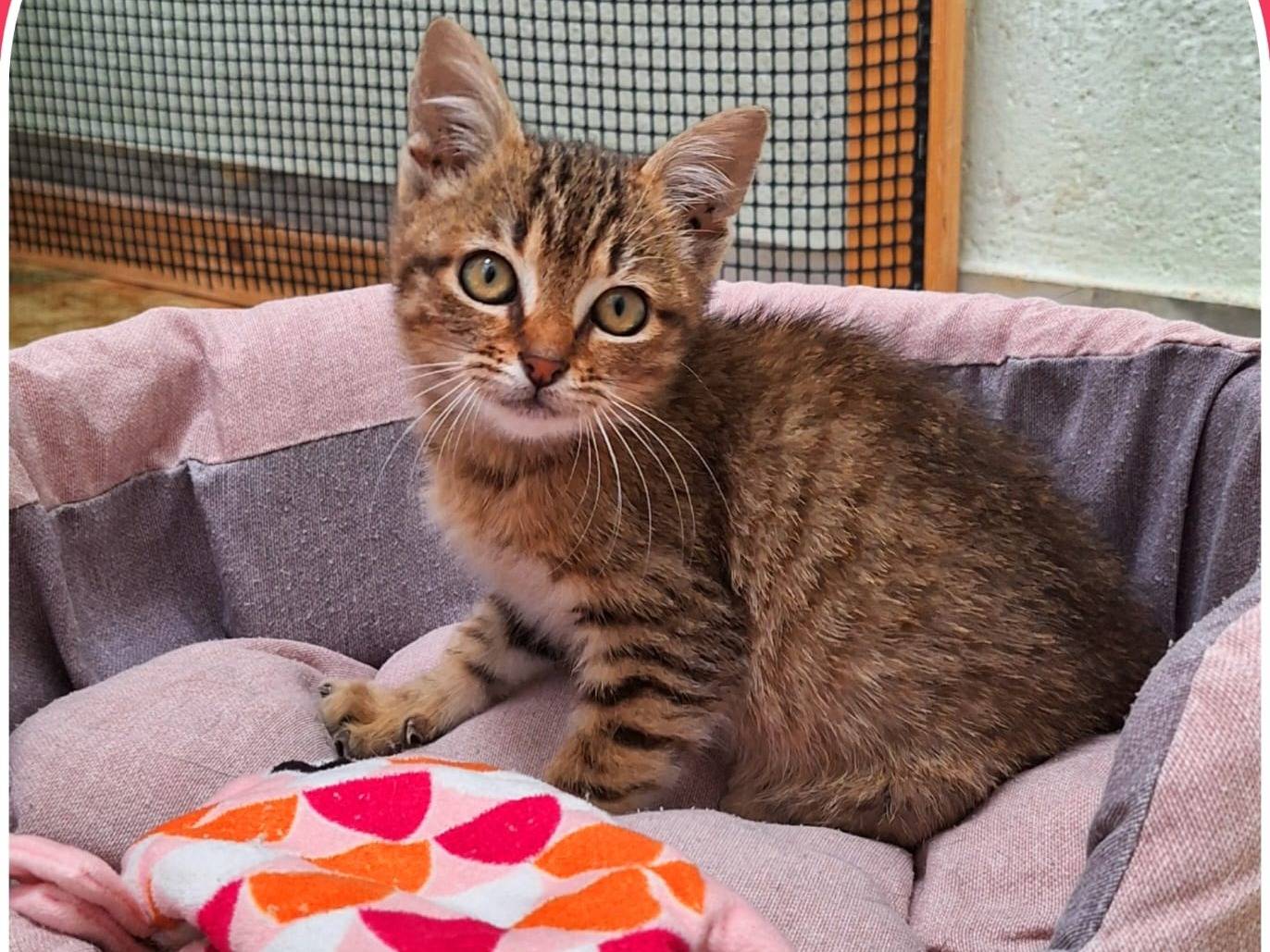 Adotta un gatto, taglia non valida, femmina, Milano