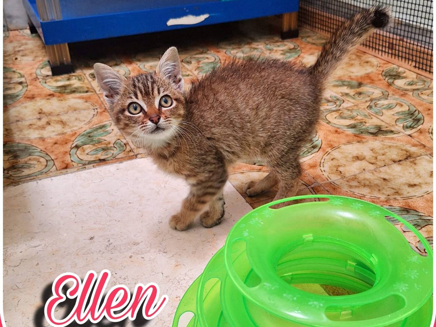 Vuoi adottare un gatto a Milano?