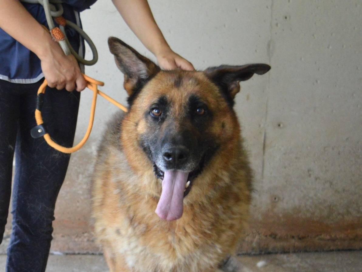 Adozione cane, maschio, Pastore tedesco Razza sconosciuta, 7 anni e 4 mesi, taglia grande, Roma