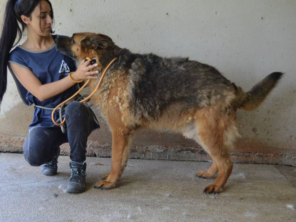 Adotta un cane, maschio, 7 anni e 4 mesi, Roma