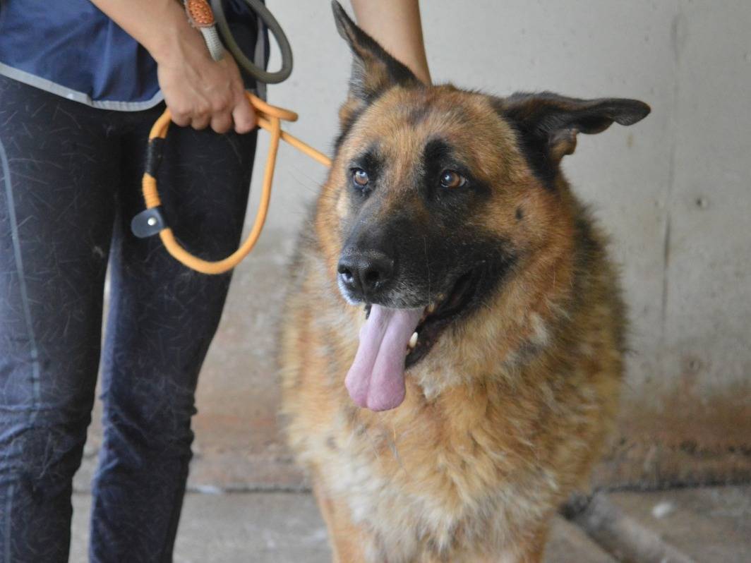 Adotta un cane, taglia grande, maschio, Roma