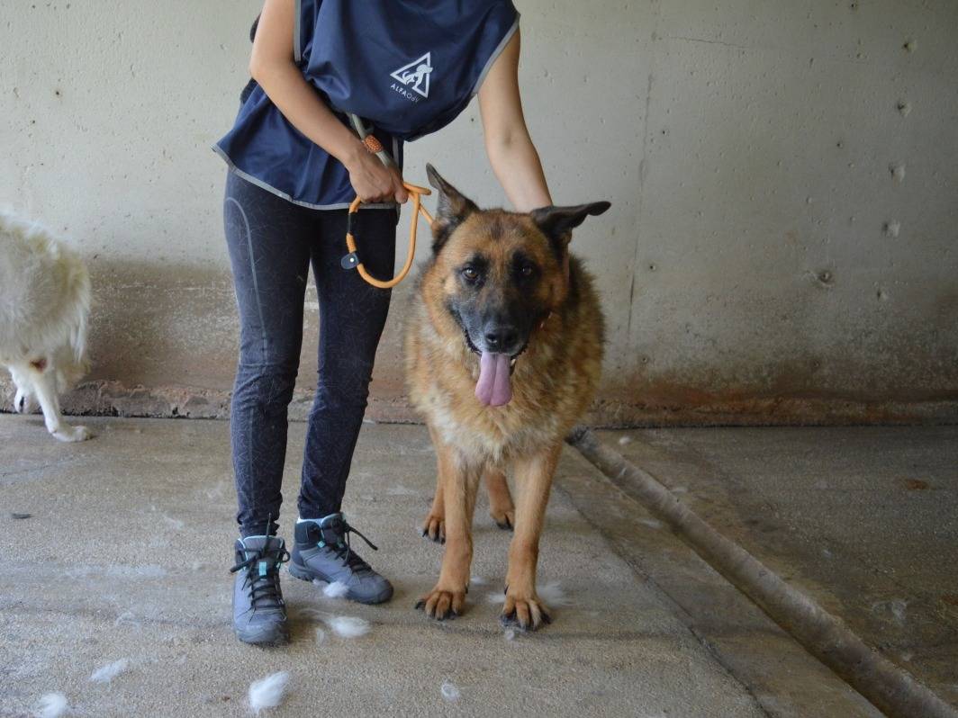 Vuoi adottare un cane a Roma?