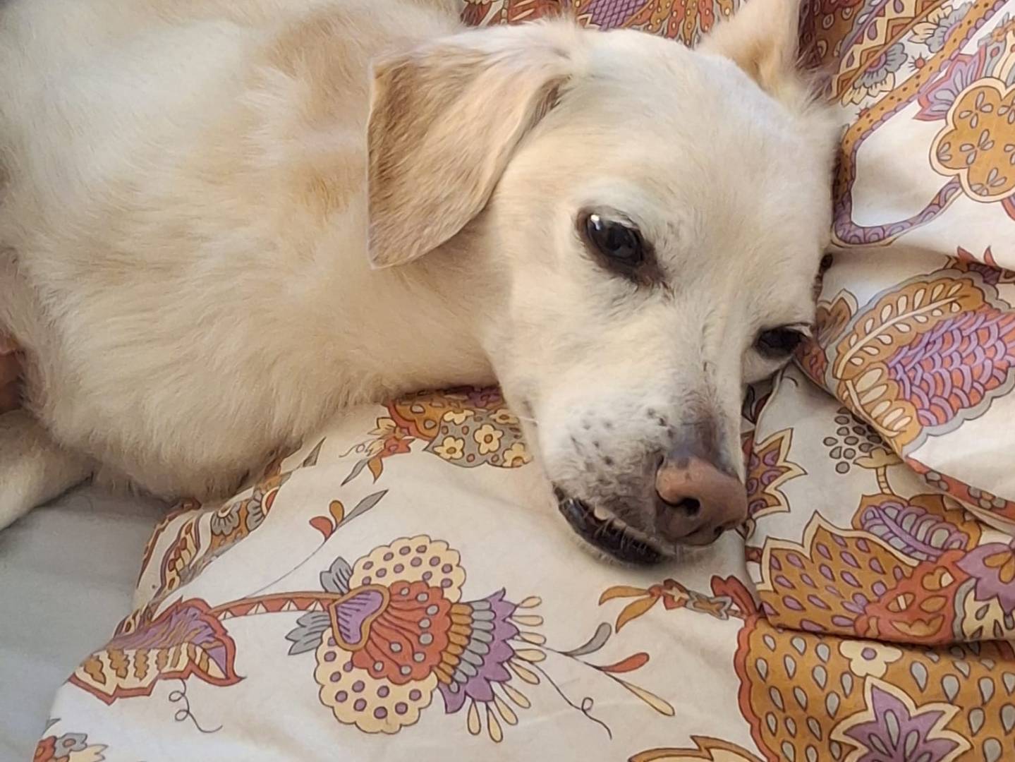 Adozione cane, maschio, Razza sconosciuta Razza sconosciuta, 11 anni e 2 mesi, taglia piccola, Milano