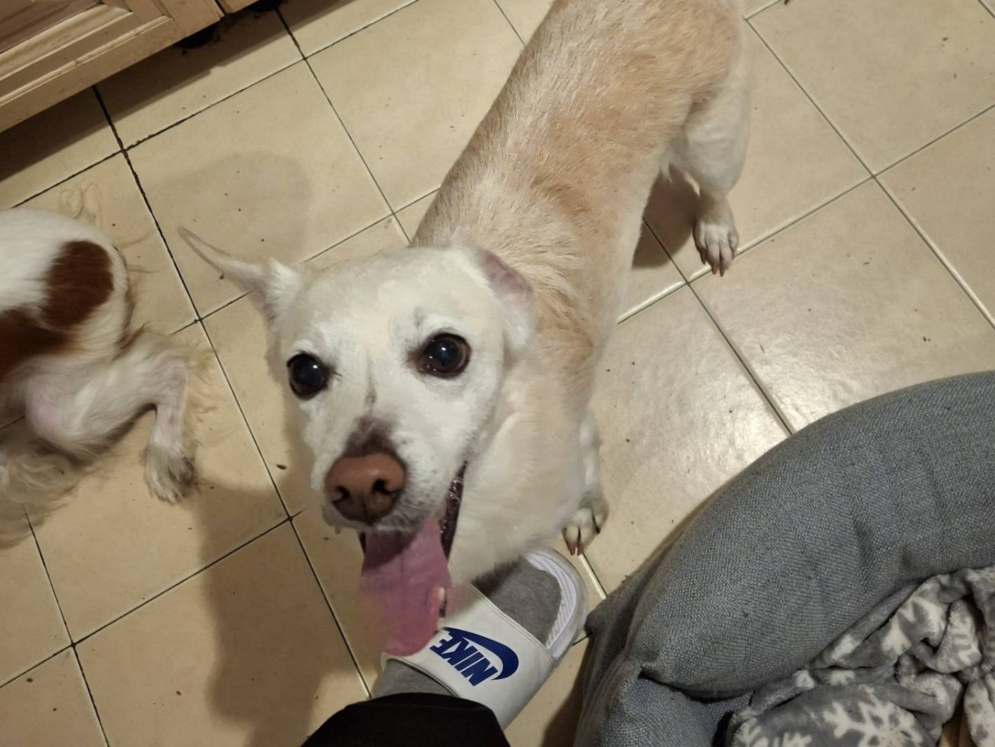 Adotta un cane, maschio, 11 anni e 2 mesi, Milano