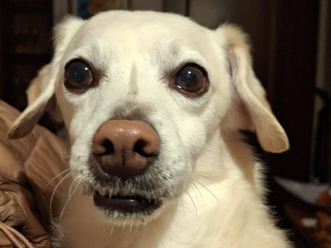Adotta un cane, taglia piccola, maschio, Milano