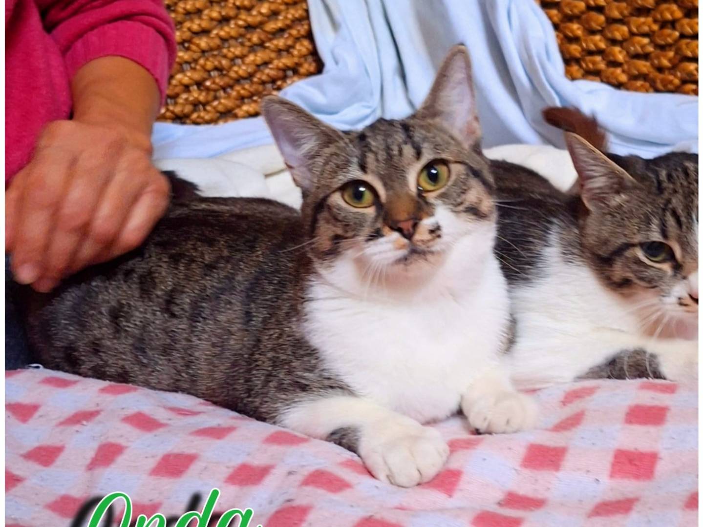 Adozione gatto, femmina, Razza sconosciuta Razza sconosciuta, 5 mesi, taglia non valida, Parma