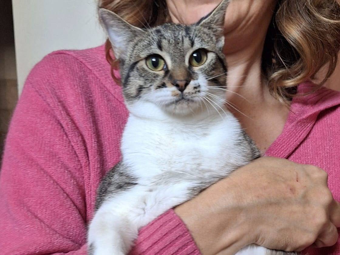 Adotta un gatto, taglia non valida, femmina, Parma