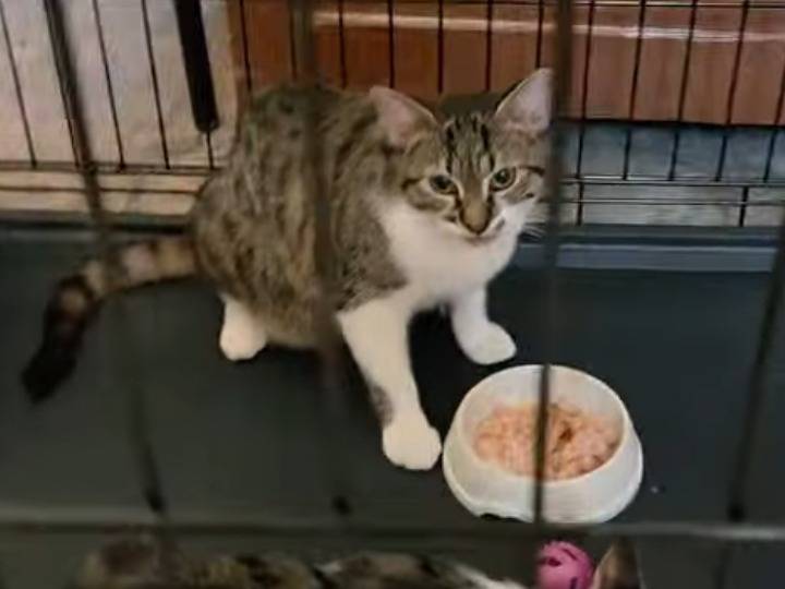 Vuoi adottare un gatto a Parma?