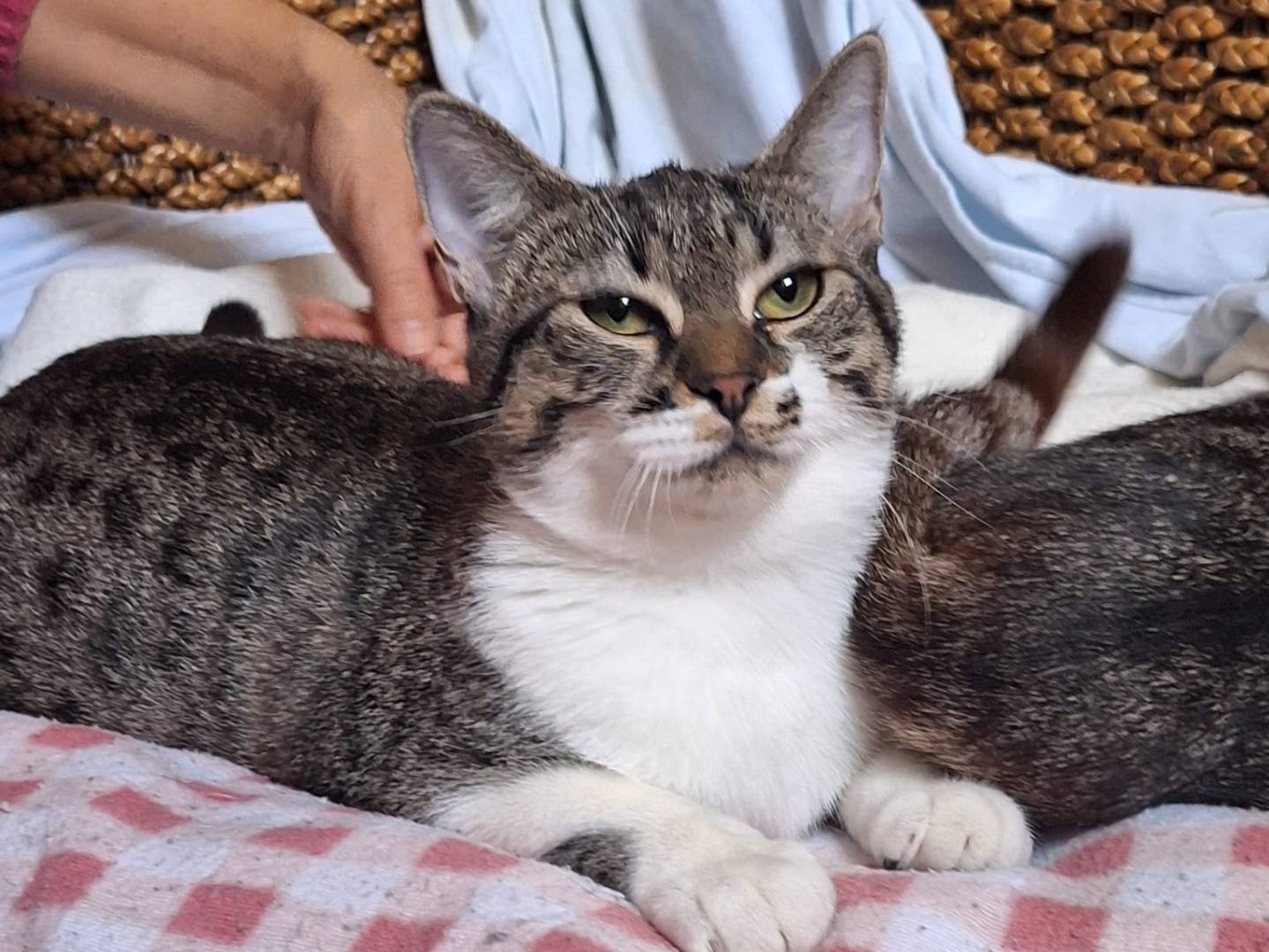 Adotta un gatto, femmina, 5 mesi, Parma