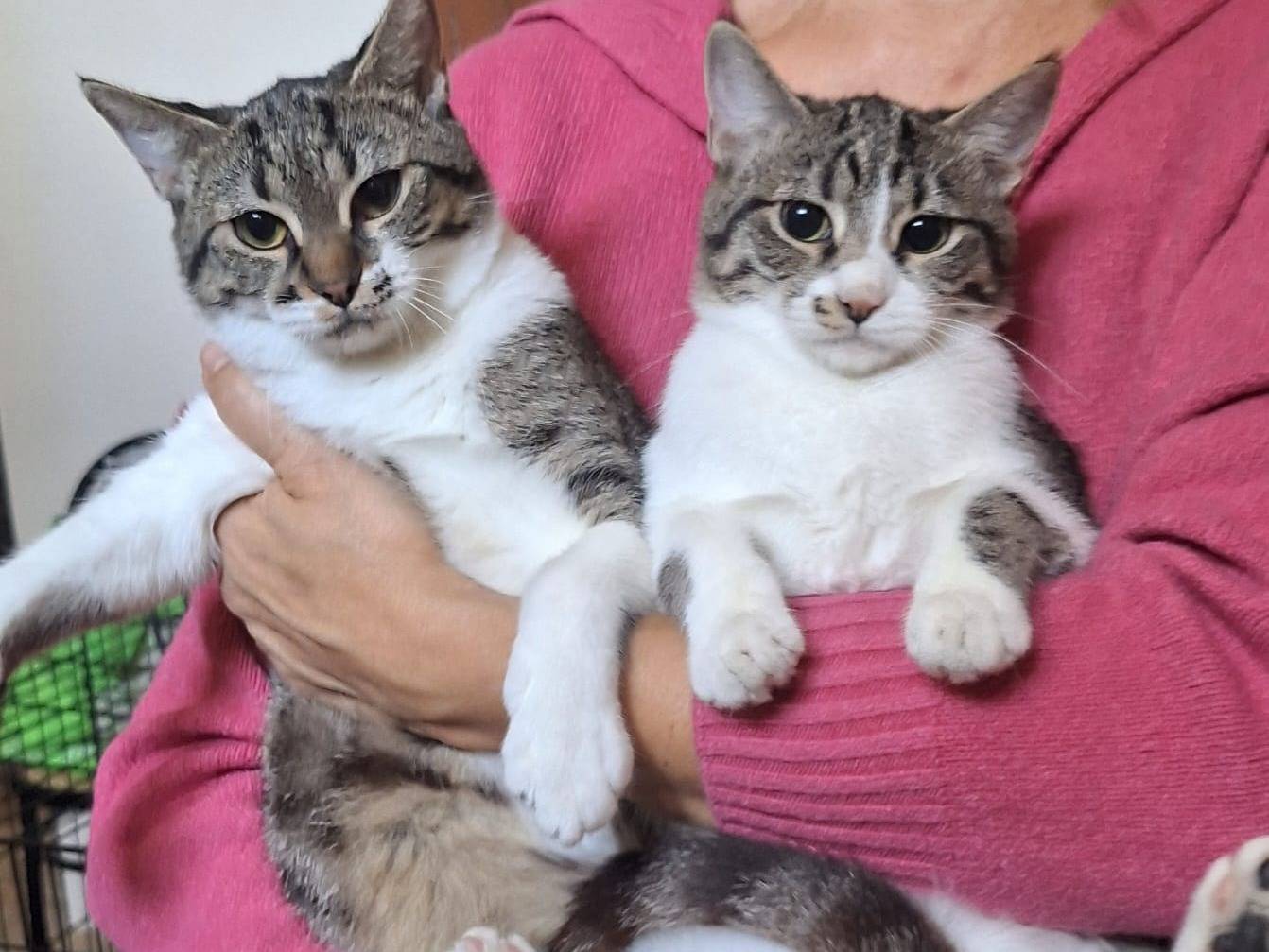 Adotta il gatto Honda a Parma