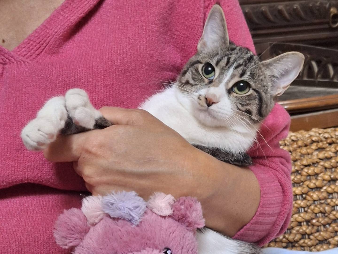 Adotta un gatto, femmina, 5 mesi, Parma