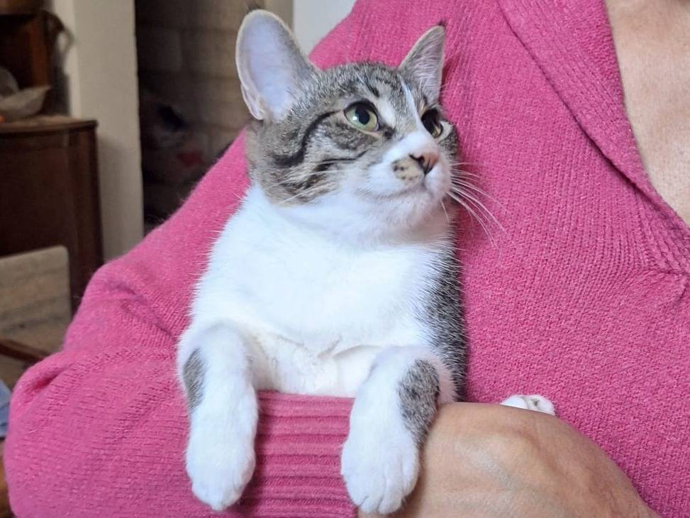 Adotta un gatto, taglia non valida, femmina, Parma