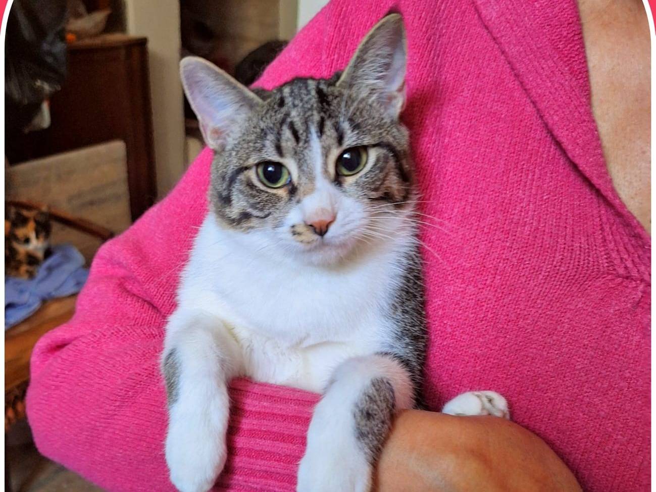 Vuoi adottare un gatto a Parma?