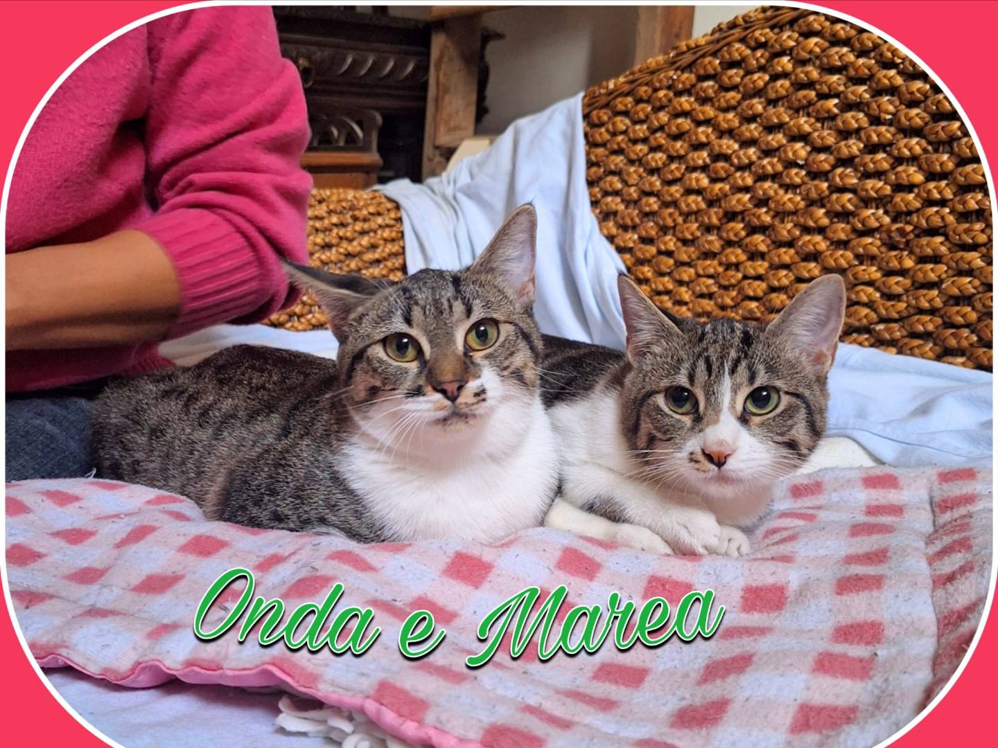 Adotta il gatto Marea a Parma