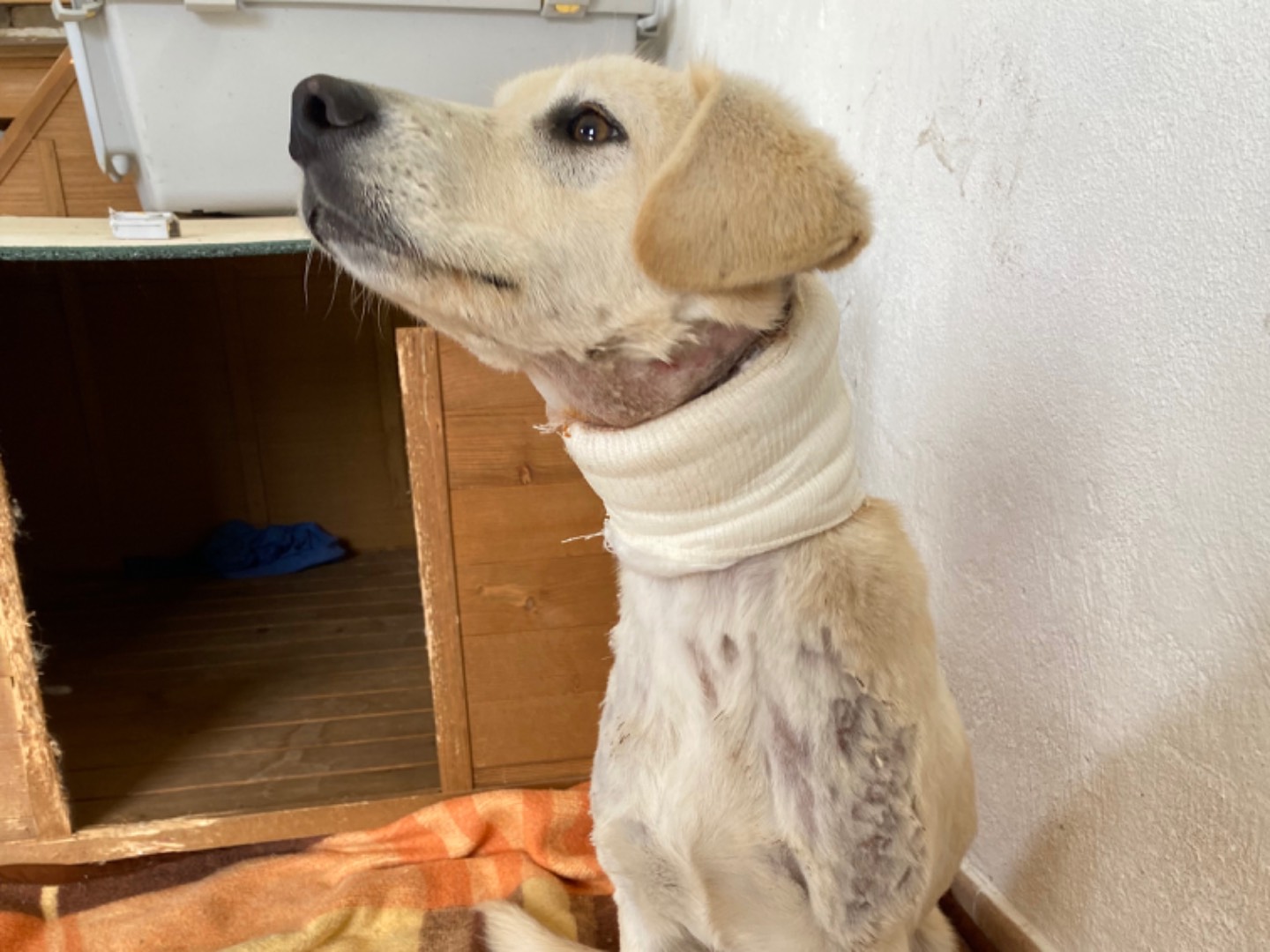 Adotta un cane, maschio, 1 anno e 3 mesi, Potenza