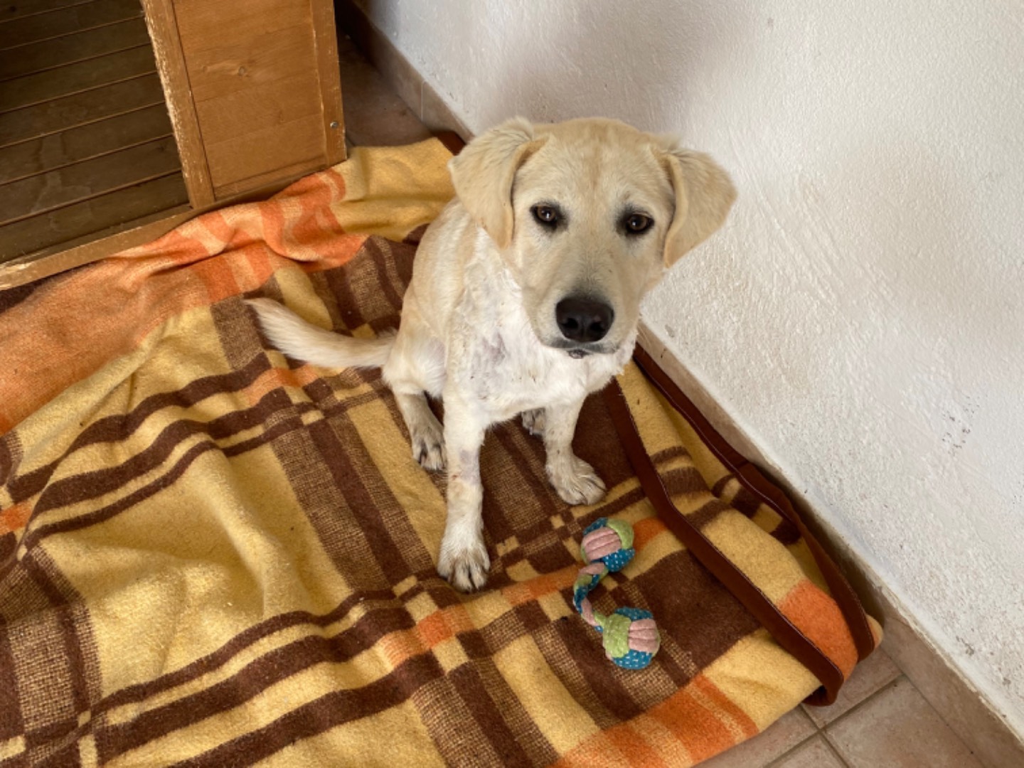 Adotta un cane, taglia media contenuta, maschio, Potenza