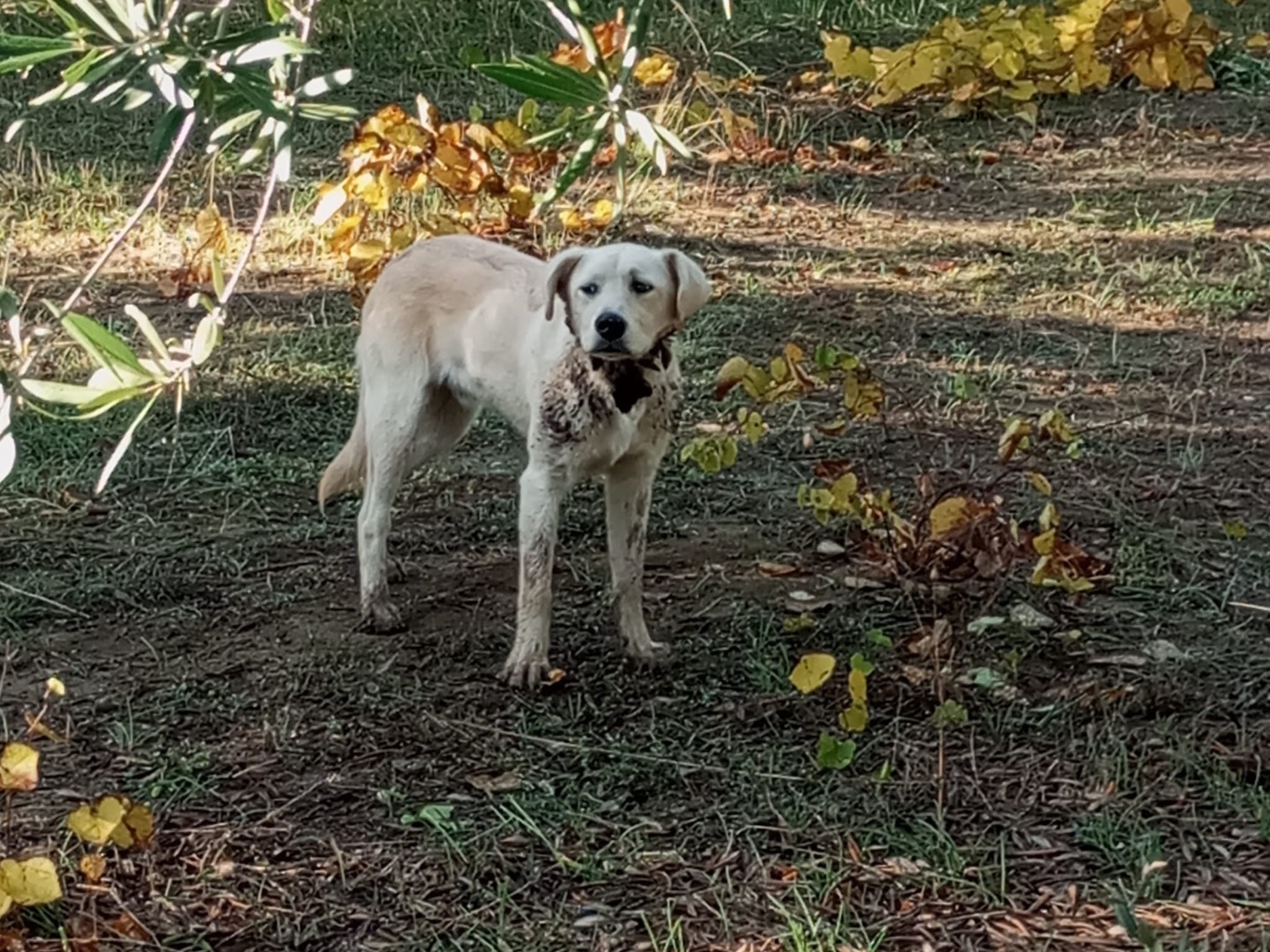 Vuoi adottare un cane a Potenza?