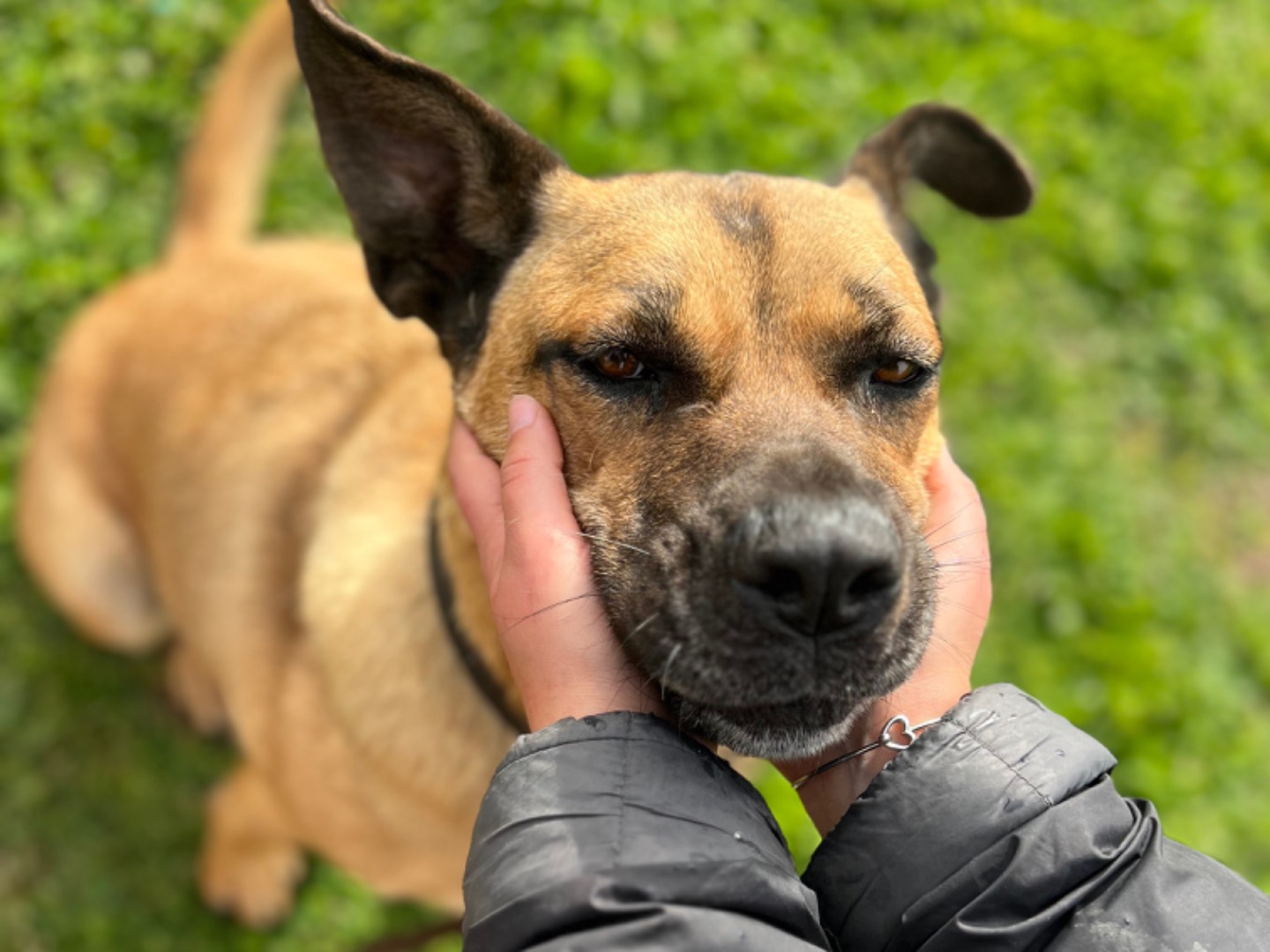 Vuoi adottare un cane a Bari?