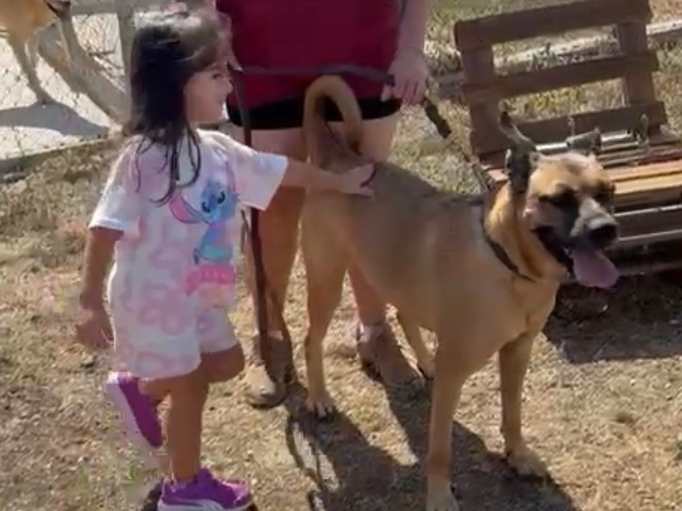 Adotta il cane Chris a Bari