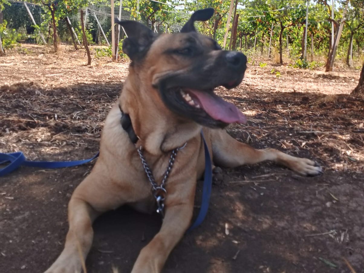 Adozione cane, femmina, Razza sconosciuta Razza sconosciuta, 2 anni e 11 mesi, taglia gigante, Bari