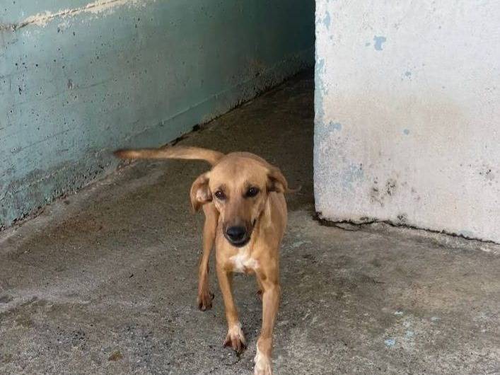 Adozione cane, femmina, Razza sconosciuta Razza sconosciuta, 3 anni e 5 mesi, taglia media contenuta, Crotone