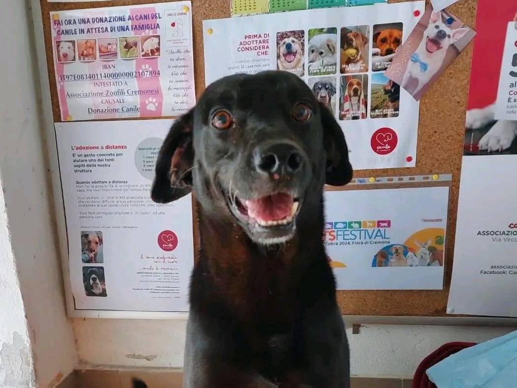 Adotta un cane, maschio, 10 anni e 1 mese, Cremona