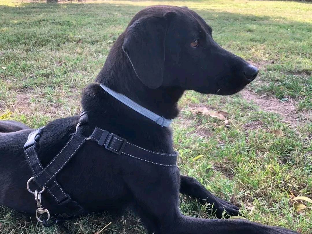 Adotta un cane, taglia media, maschio, Cremona