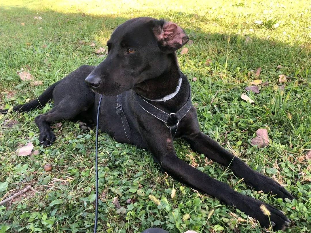 Vuoi adottare un cane a Cremona?