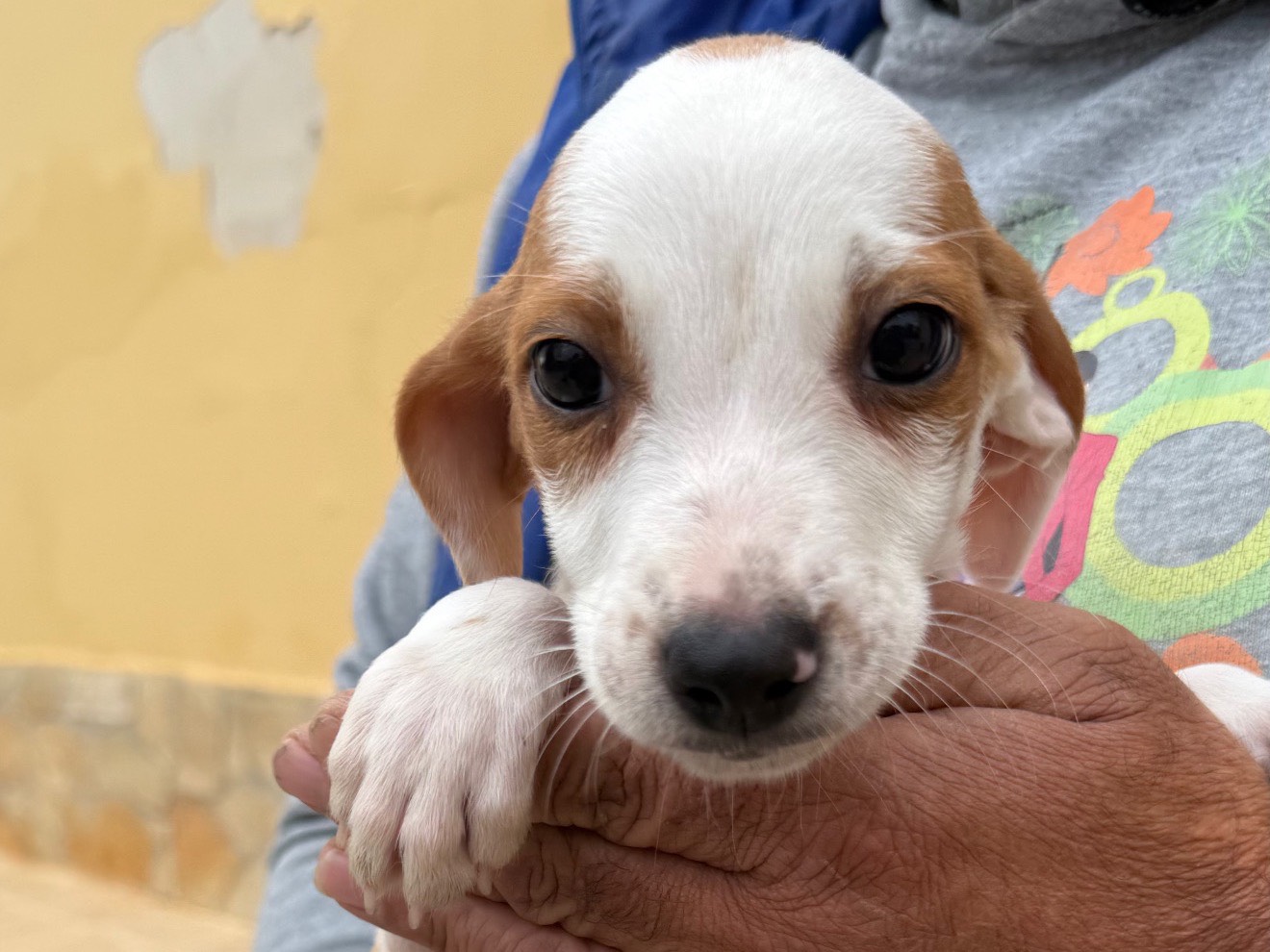 Adozione cane, maschio, Breton Razza sconosciuta, 3 mesi, taglia media contenuta, Matera