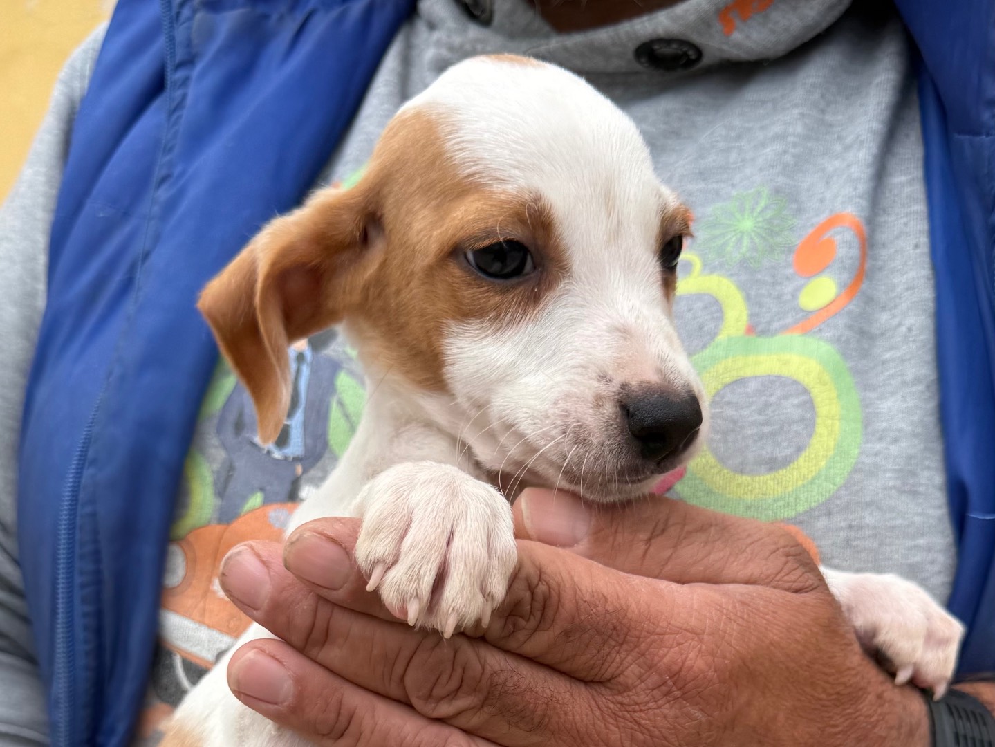 Adotta un cane, maschio, 3 mesi, Matera