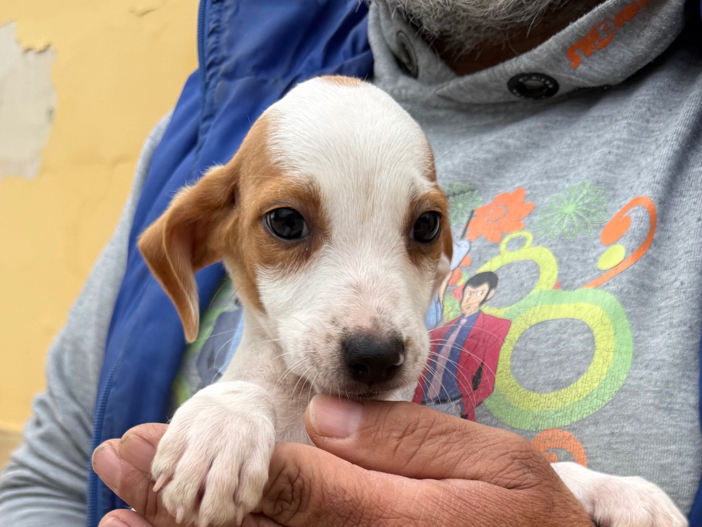 Adotta un cane, taglia media contenuta, maschio, Matera