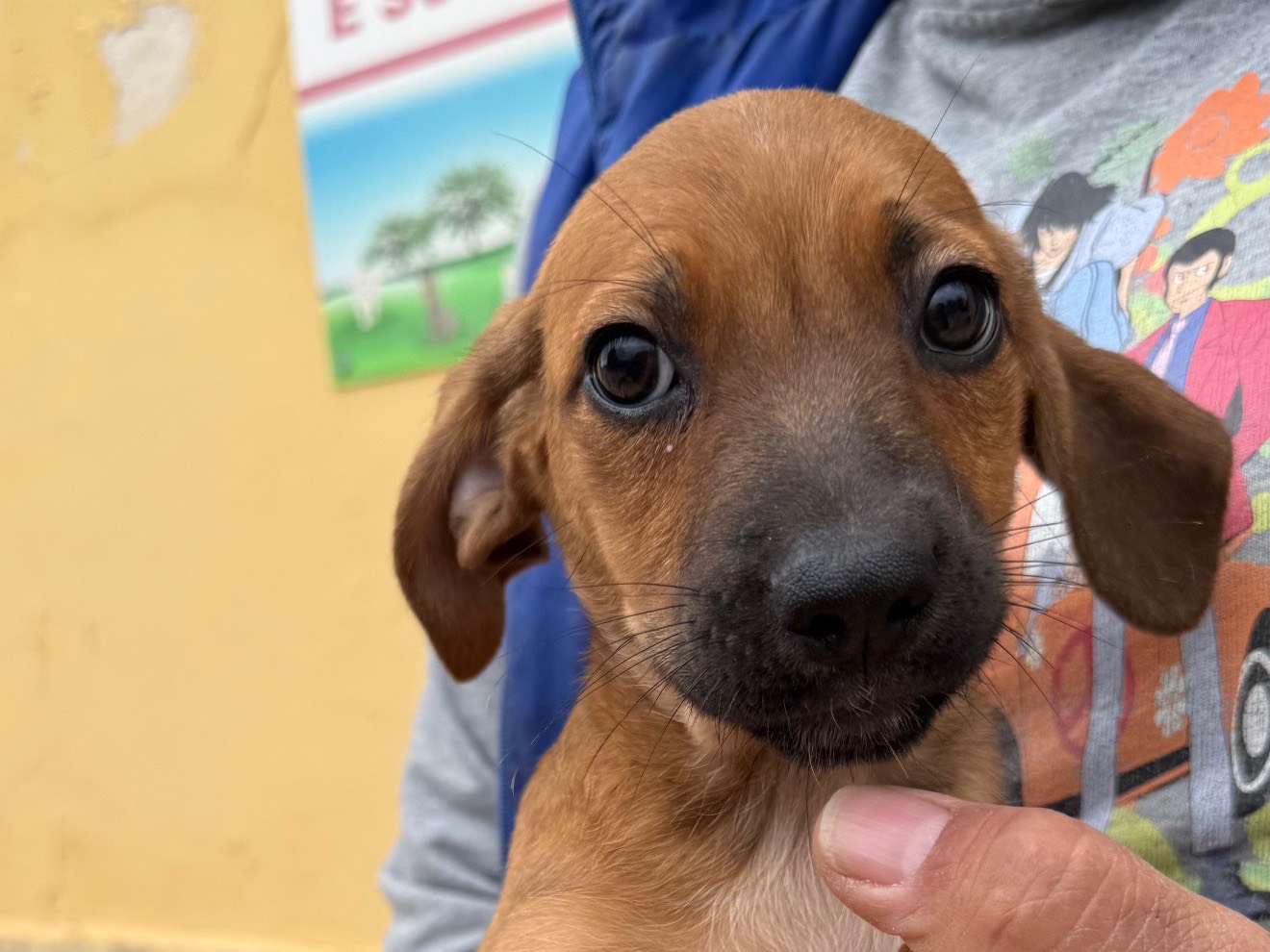 Adozione cane, maschio, Breton Razza sconosciuta, 3 mesi, taglia media contenuta, Matera