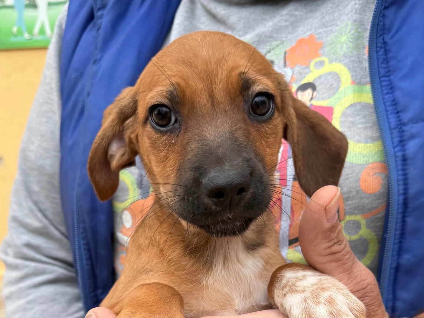 Adotta un cane, maschio, 3 mesi, Matera