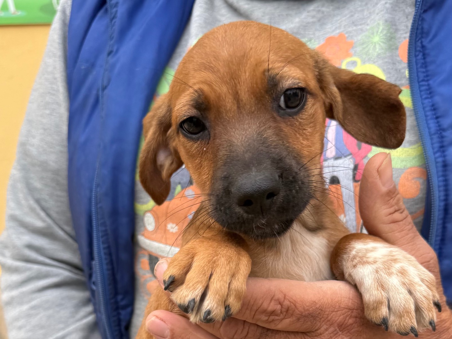 Adotta un cane, taglia media contenuta, maschio, Matera
