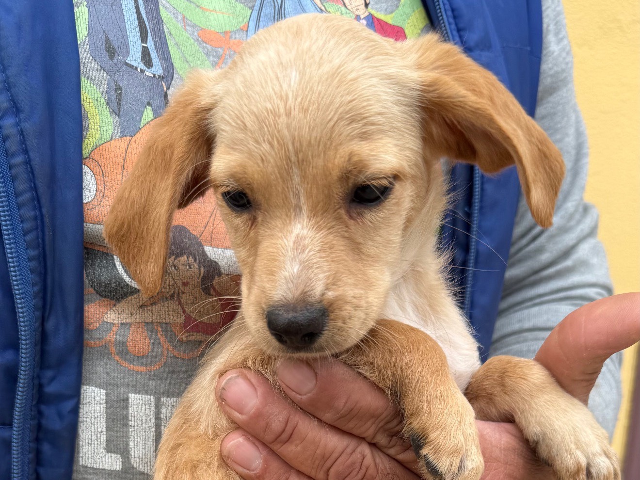 Adozione cane, femmina, Breton Razza sconosciuta, 3 mesi, taglia media contenuta, Matera