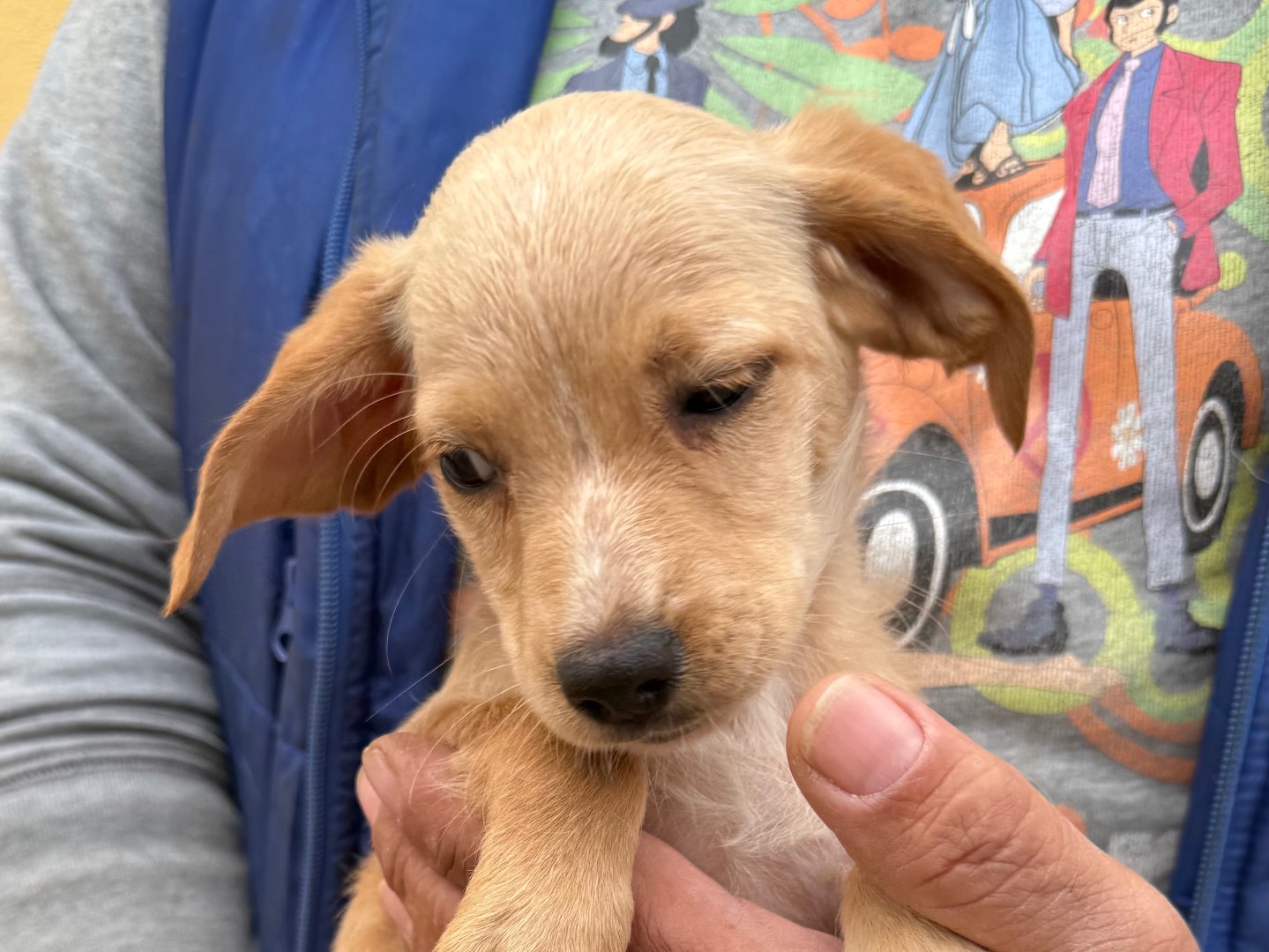 Adotta un cane, femmina, 3 mesi, Matera