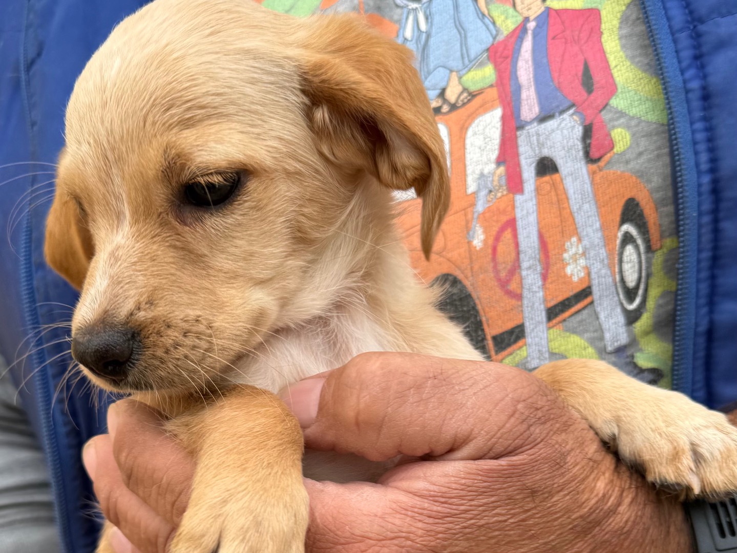 Adotta un cane, taglia media contenuta, femmina, Matera