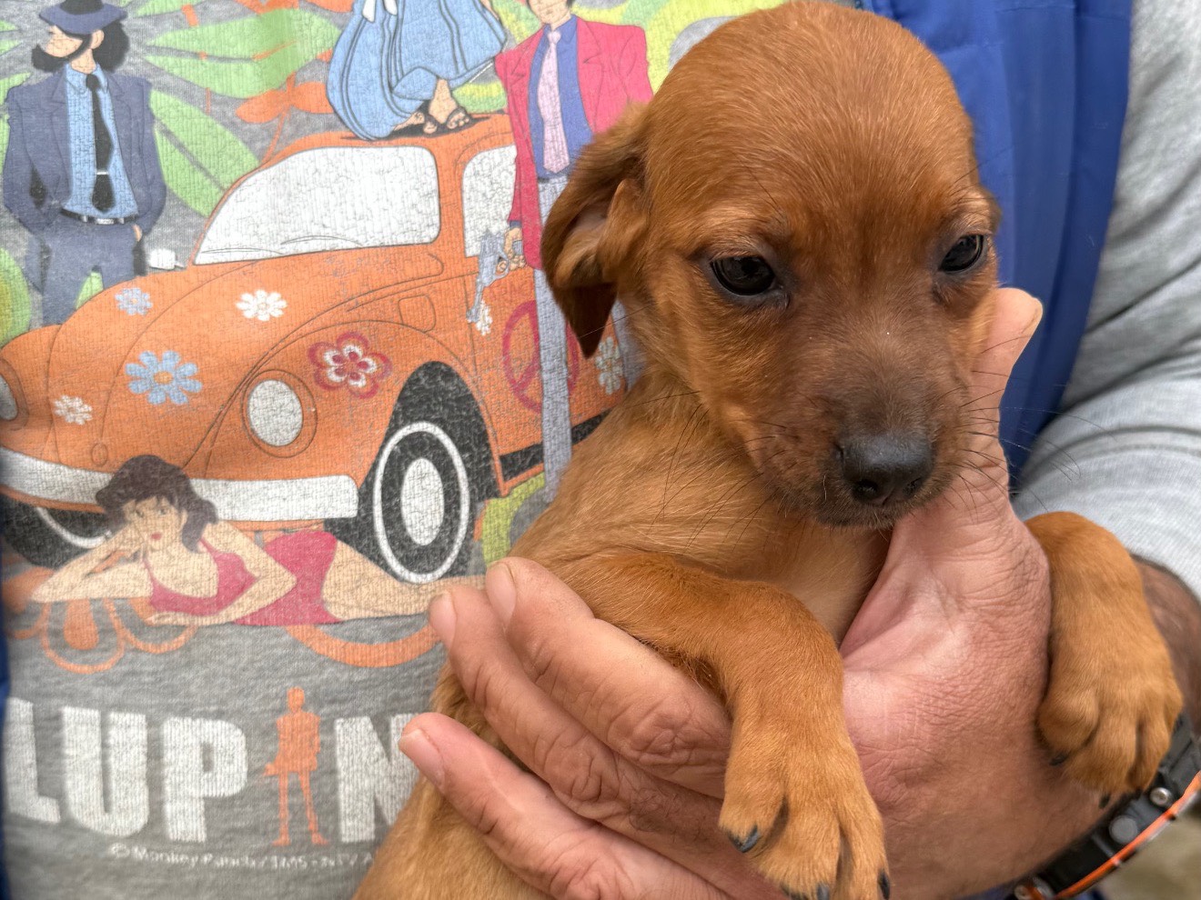 Adozione cane, maschio, Breton Razza sconosciuta, 3 mesi, taglia media contenuta, Matera