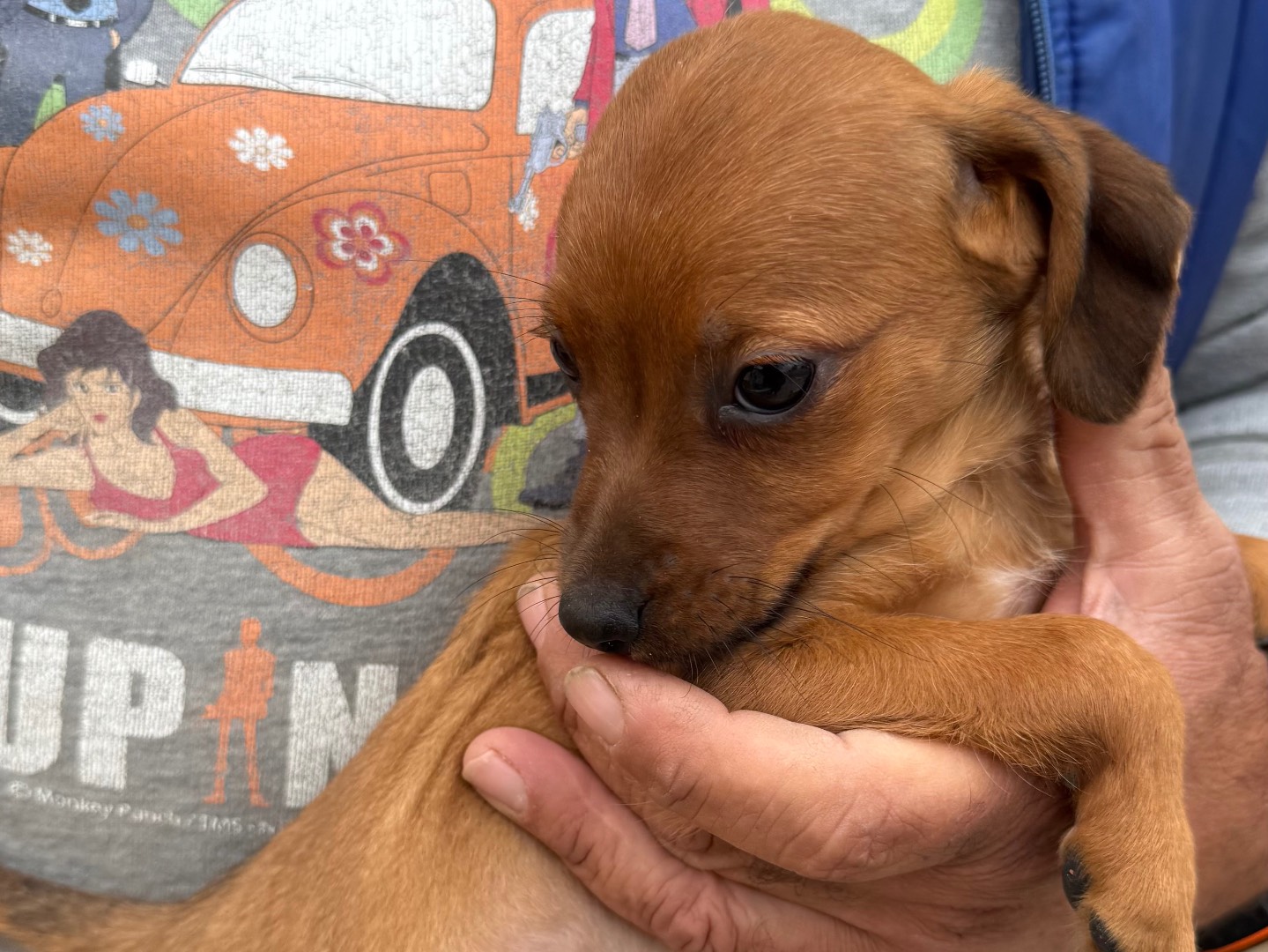 Adotta un cane, maschio, 3 mesi, Matera