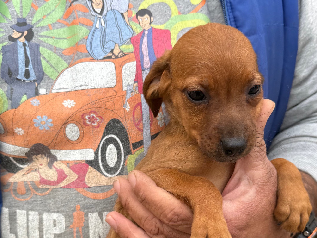 Adotta un cane, taglia media contenuta, maschio, Matera