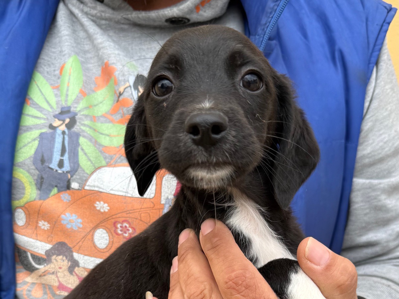 Adozione cane, maschio, Breton Razza sconosciuta, 3 mesi, taglia media contenuta, Matera