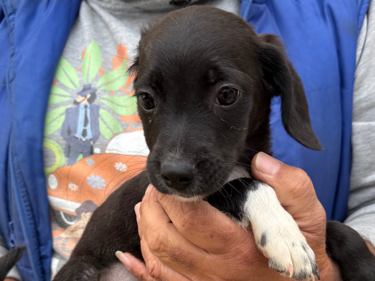 Adotta un cane, maschio, 3 mesi, Matera