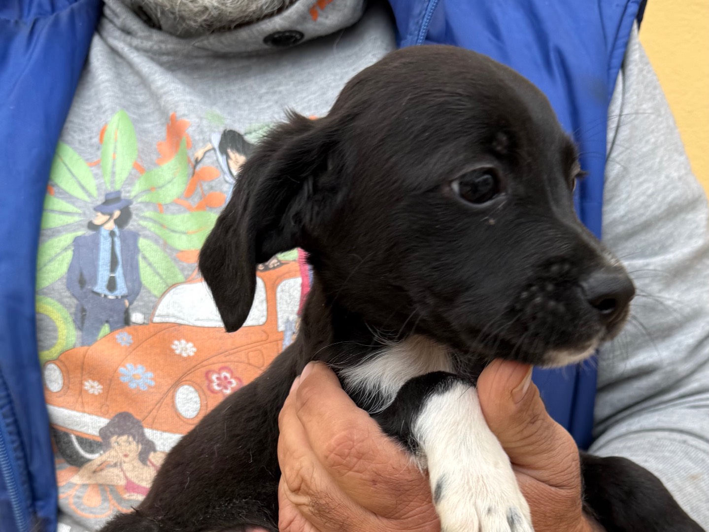 Adotta un cane, taglia media contenuta, maschio, Matera