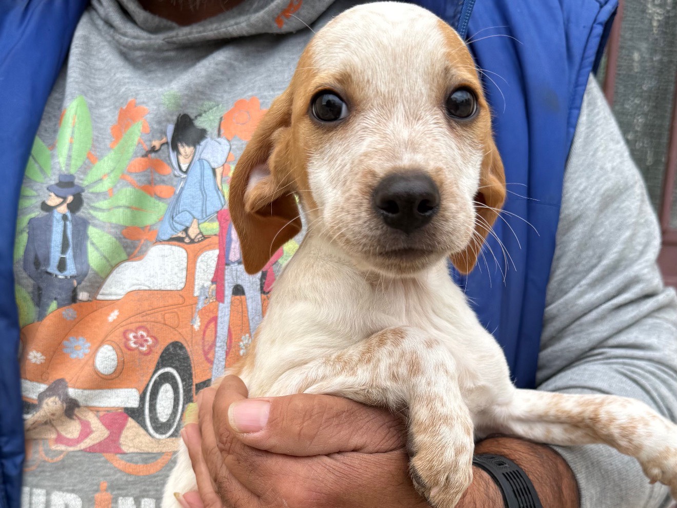 Adozione cane, maschio, Breton Razza sconosciuta, 3 mesi, taglia media contenuta, Matera