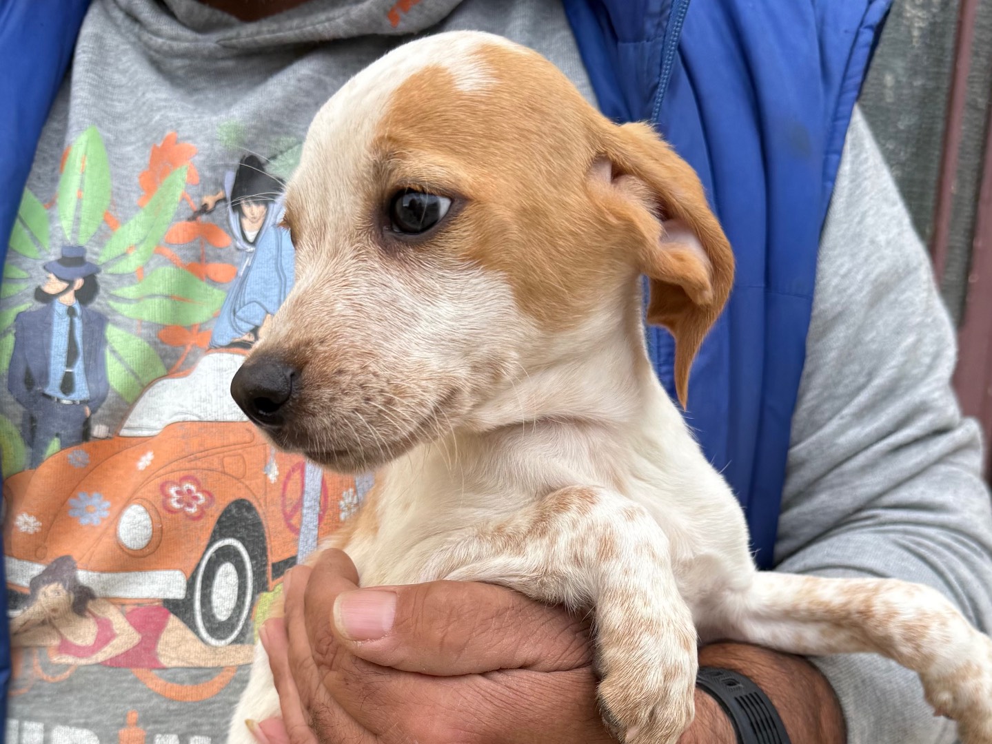 Adotta un cane, maschio, 3 mesi, Matera