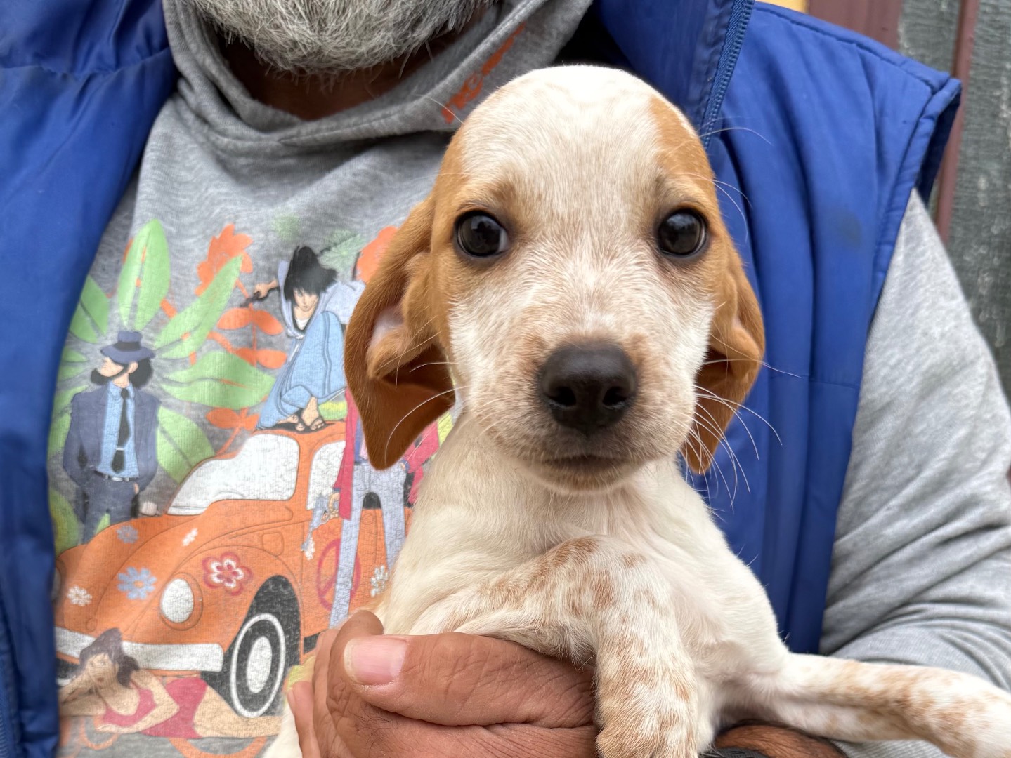 Adotta un cane, taglia media contenuta, maschio, Matera