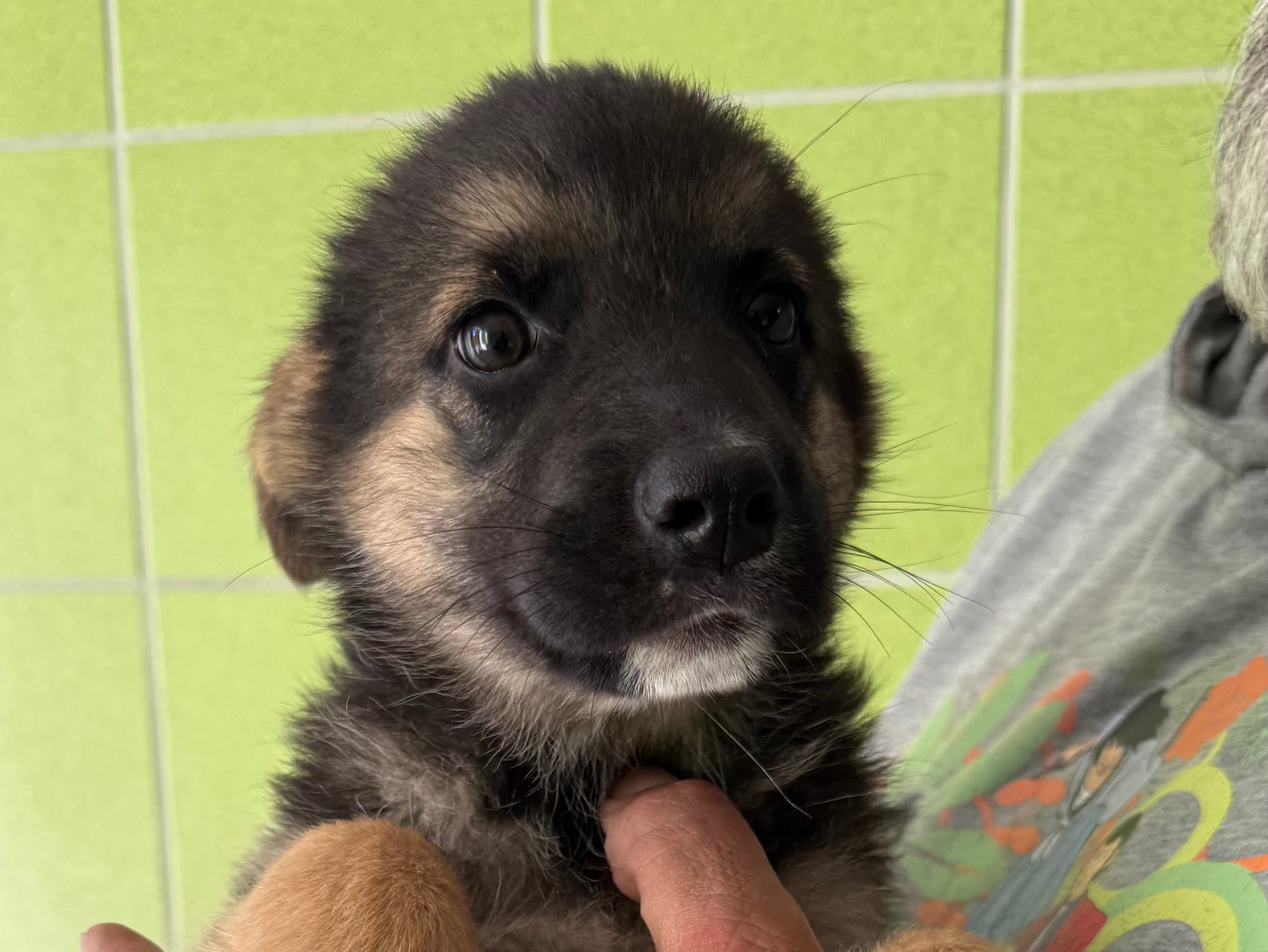 Adozione cane, femmina, Razza sconosciuta Razza sconosciuta, 3 mesi, taglia media, Matera