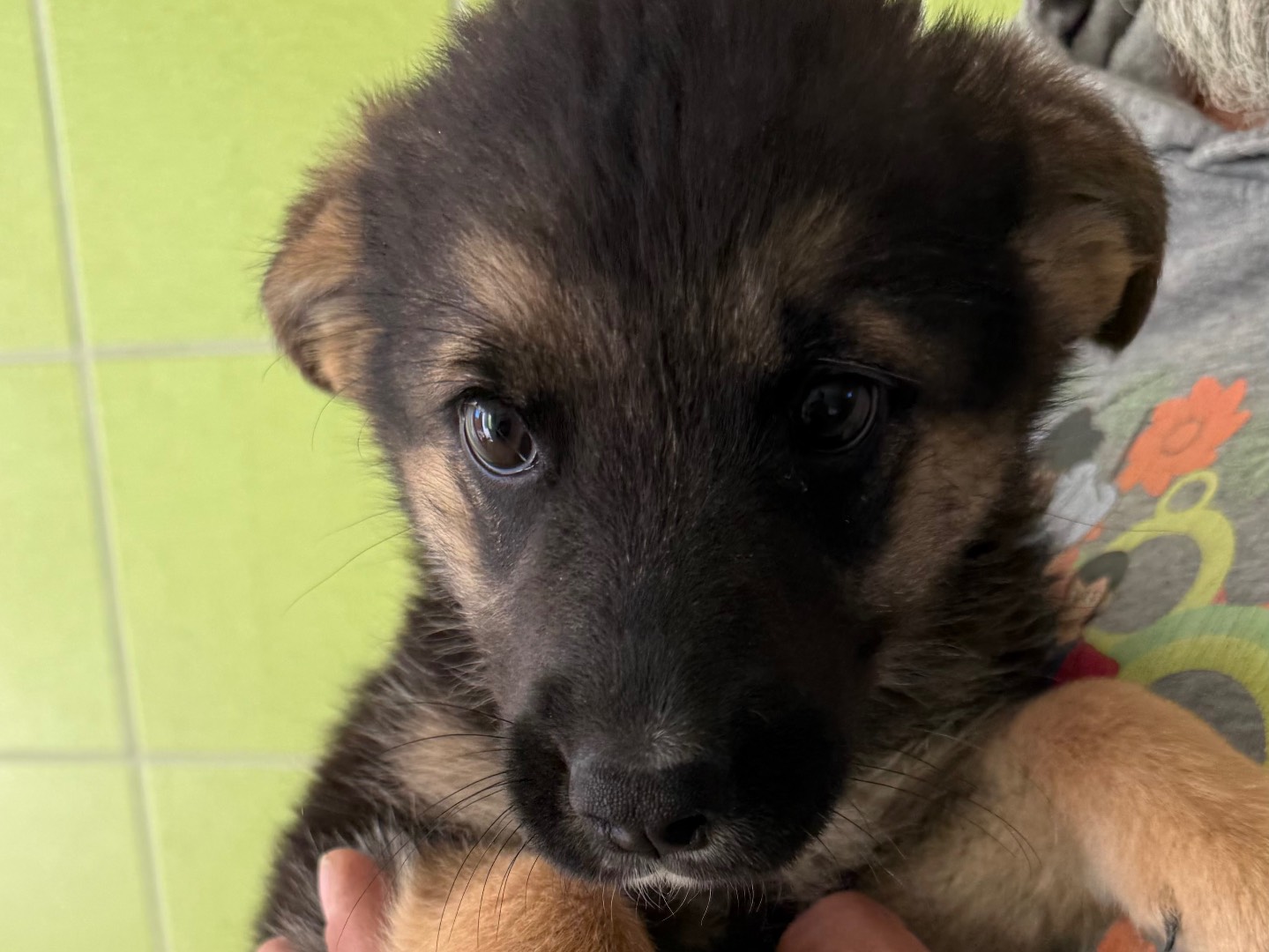 Adotta un cane, femmina, 3 mesi, Matera