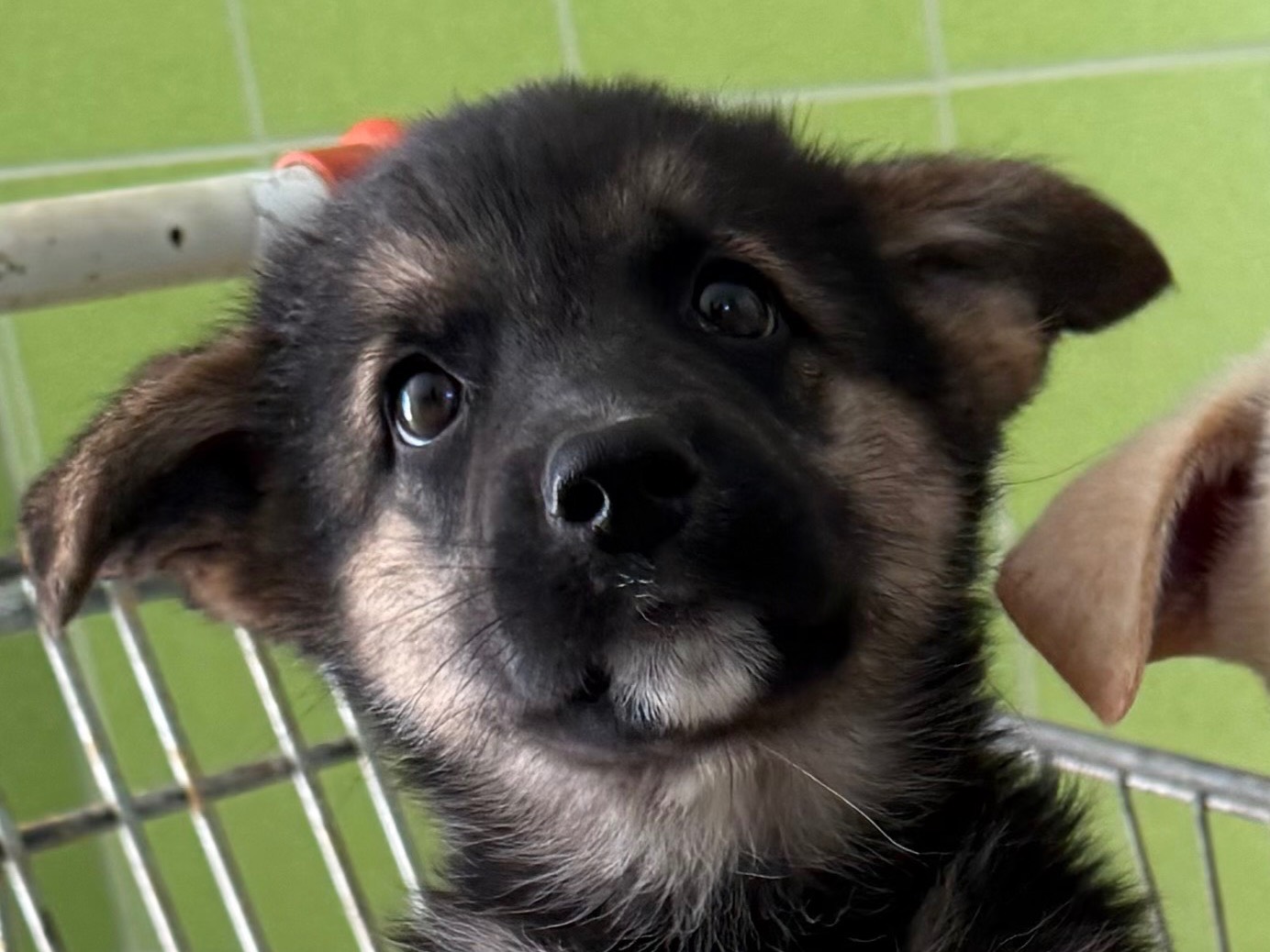 Adotta un cane, taglia media, femmina, Matera